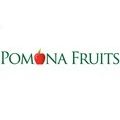 Off 10% Apple Tree 'Cox self-fertile' Pomona Fruits
