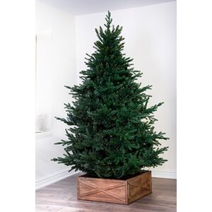 Off 47% The 8ft Ultra Mountain Pine  - ... Christmas Tree World
