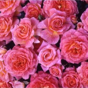 Off 20% YouGarden Harkness Roses Designer Sunset 3L-4L Pot Qvc uk